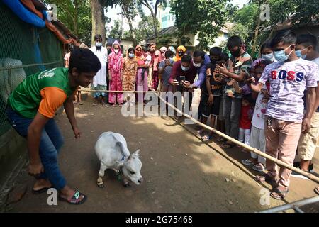 (210711) -- SAVAR, July 11, 2021 (Xinhua) -- People take photos of a dwarf cow called Rani at a farm in Savar on the outskirts of Dhaka, Bangladesh, July 8, 2021.  The 26-inch long, 26-kg weigh cow called Rani, or Queen, has been applied for the Guinness Book of Records, with its owner claiming it to be the world's smallest cow.   TO GO WITH 'Feature: 'World's smallest' dwarf cow draws crowds in Bangladesh' (Xinhua) Stock Photo