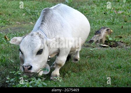 (210711) -- SAVAR, July 11, 2021 (Xinhua) -- Photo shows a dwarf cow called Rani at a farm in Savar on the outskirts of Dhaka, Bangladesh, July 8, 2021.  The 26-inch long, 26-kg weigh cow called Rani, or Queen, has been applied for the Guinness Book of Records, with its owner claiming it to be the world's smallest cow.   TO GO WITH 'Feature: 'World's smallest' dwarf cow draws crowds in Bangladesh' (Xinhua) Stock Photo