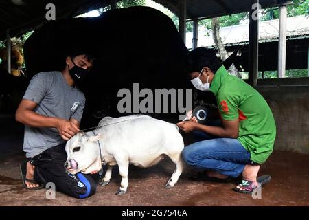 (210711) -- SAVAR, July 11, 2021 (Xinhua) -- Two men measure a dwarf cow called Rani at a farm in Savar on the outskirts of Dhaka, Bangladesh, July 8, 2021.  The 26-inch long, 26-kg weigh cow called Rani, or Queen, has been applied for the Guinness Book of Records, with its owner claiming it to be the world's smallest cow.   TO GO WITH 'Feature: 'World's smallest' dwarf cow draws crowds in Bangladesh' (Xinhua) Stock Photo