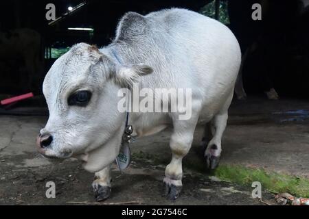 (210711) -- SAVAR, July 11, 2021 (Xinhua) -- Photo shows a dwarf cow called Rani at a farm in Savar on the outskirts of Dhaka, Bangladesh, July 8, 2021.  The 26-inch long, 26-kg weigh cow called Rani, or Queen, has been applied for the Guinness Book of Records, with its owner claiming it to be the world's smallest cow.   TO GO WITH 'Feature: 'World's smallest' dwarf cow draws crowds in Bangladesh' (Xinhua) Stock Photo