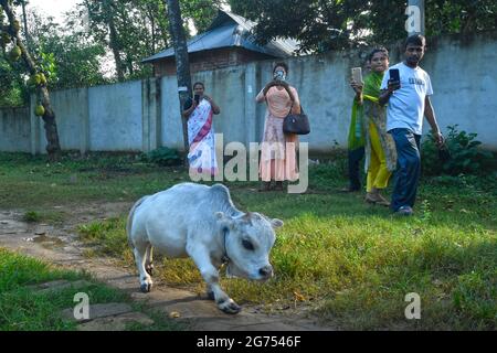 (210711) -- SAVAR, July 11, 2021 (Xinhua) -- People take photos of a dwarf cow called Rani at a farm in Savar on the outskirts of Dhaka, Bangladesh, July 8, 2021.  The 26-inch long, 26-kg weigh cow called Rani, or Queen, has been applied for the Guinness Book of Records, with its owner claiming it to be the world's smallest cow.   TO GO WITH 'Feature: 'World's smallest' dwarf cow draws crowds in Bangladesh' (Xinhua) Stock Photo