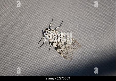 Giant Leopard Moth (Hypercompe scribonia) Stock Photo