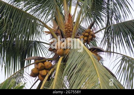 Red Coconuts on the tree in kerala, India Stock Photo