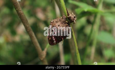 Close up of an aerial tuber of a purple yam hanging on the vine Stock Photo