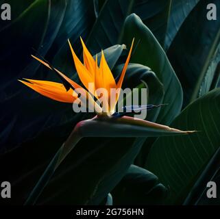 Multi colored bird of paradise flower closeup soft warm highlights and cool shadows in a garden setting