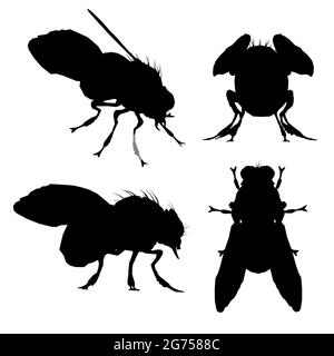 Set with silhouettes of flies in different positions isolated on white background. Vector illustration. Stock Vector