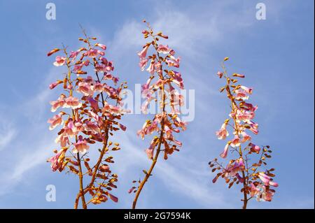 Spring flowers. Flowers of Paulownia tomentosa tree against  sky Stock Photo