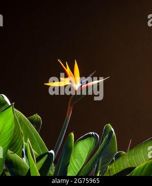 bird of paradise flower and leaves closeup back lit with dark background