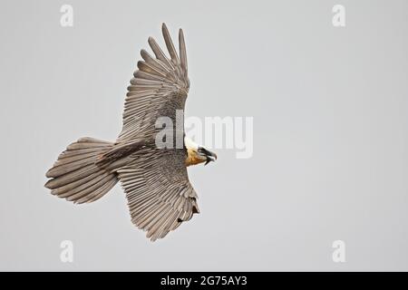 Bearded vulture (Gypaetus barbatus) flying in the Spanisch mountains. Lammergier vliegend in de Spaanse Pyreneeën. Stock Photo