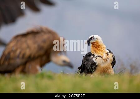 Bearded vulture (Gypaetus barbatus) scavenging and eating bones. Lammergier die beenderen zoekt en eet. Stock Photo