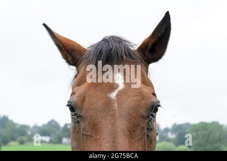 Domestic brown horse (Equus ferus caballus), front view portrait, Germany, Europe Stock Photo
