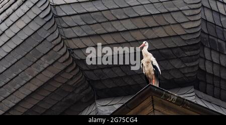 Willersdorf, Germany. 11th July, 2021. A stork sits on the roof of St. Bartholomew's Church. Credit: Nicolas Armer/dpa/Alamy Live News Stock Photo