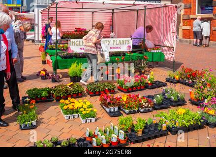 Gardeners buying  bedding and pot plants  at Ingles Quality Plants at a weekly market flower stall  in  Redcar North Yorkshire Stock Photo