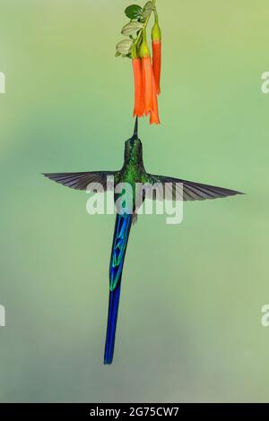 Violet-tailed Sylph (Aglaiocercus coelestis) Stock Photo