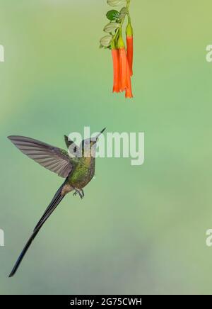 Violet-tailed Sylph (Aglaiocercus coelestis) Stock Photo