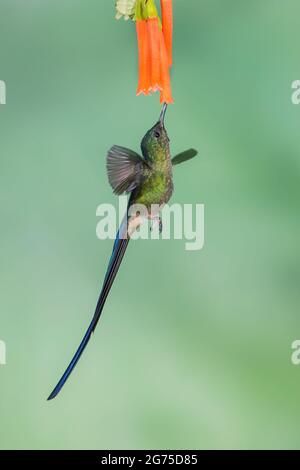 Violet-tailed Sylph (Aglaiocercus coelestis) Stock Photo