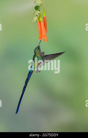 Violet-tailed Sylph (Aglaiocercus coelestis) Stock Photo