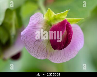 Purple and lilac flower of the purple podded mangetout pea, Pisum sativum 'Shiraz' Stock Photo