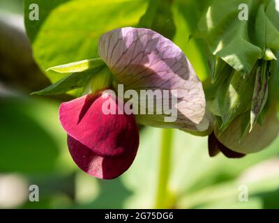 Purple and lilac flower of the purple podded mangetout pea, Pisum sativum 'Shiraz' Stock Photo