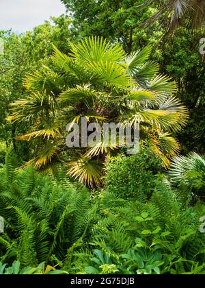 Trachycarpus fortunei, the hardy Chusan fan palm, growing in the dell garden at Mt Edgcumbe country park, Cornwall, UK Stock Photo