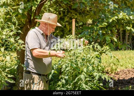 Elderly man is tying the tomato plants in the vegetable garden. Spring garden concept. Elderly people lifestyle. Stock Photo