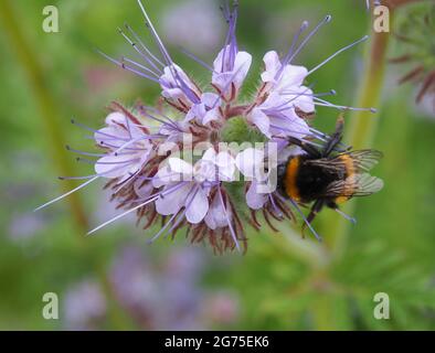 Phacelia Tanacetifolia  or Scorpionweed with a bee collecting nectar.   Plant is so bee friendly it is grown as a biomass crop to benefit the bees. Stock Photo