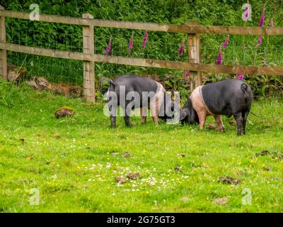 Two free range saddleback pigs rooting around in the undergrowth for food. UK. Stock Photo