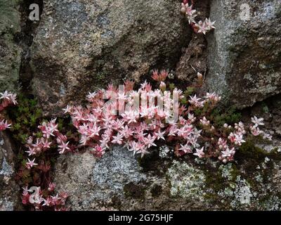 English Stonecrop, Sedum anglicum, growing wild on Dartmoor, UK. Stock Photo