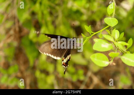 Euploea Core or Common Indian Crow Butterfly. Macro butterflies on green leaves for background and wallpaper. Stock Photo