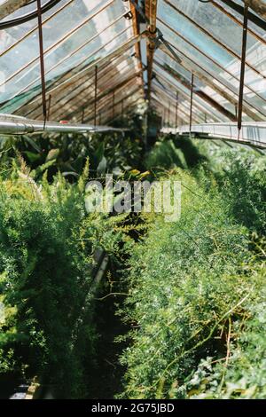 Various plants in a Greenhouse in Austria Stock Photo