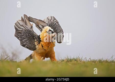 Bearded vulture (Gypaetus barbatus) landing in the Spanisch mountains. Lammergier landend in de Spaanse Pyreneeën. Stock Photo