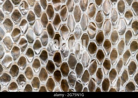 Snake skin scale pattern close up Stock Photo