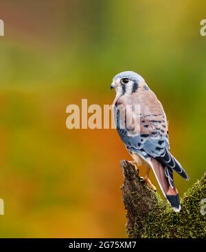 American Kestrel perched on a dead tree during fall Stock Photo