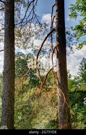 Forest, Adygeya, Russia Stock Photo