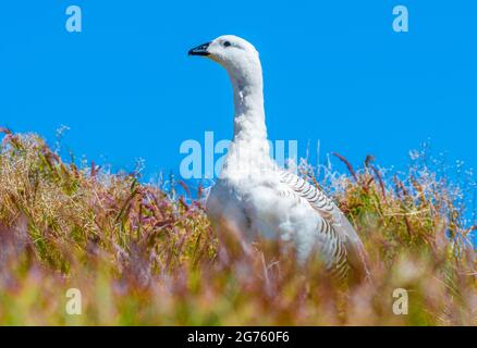 Upland Goose Stock Photo