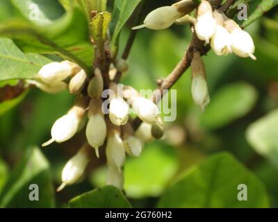 The white flower buds of a miracle fruit grown in the garden Stock Photo