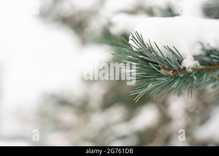 Pine branches covered with fluffy white snow close-up. Stock Photo