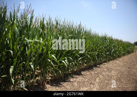 Corn field, Zea Mays, Indian Corn or Maize, plant with edible grain of the Grass family or Poaceae watered by Drip Irrigation, Carmel Coast, Israel. Stock Photo