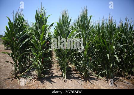 Corn field, Zea Mays, Indian Corn or Maize, plant with edible grain of the Grass family or Poaceae watered by Drip Irrigation, Carmel Coast, Israel. Stock Photo