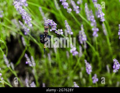 Dragon fly hanging on lavender flower outdoor Stock Photo