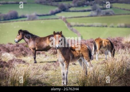 Exmoor Ponies on Exmoor National Park in West Somerset. Stock Photo