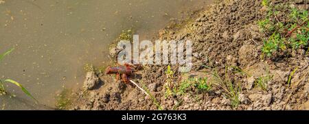 Selective focus of a crawfish on the ground along canal side at the Ebro Delta, Catalonia in Spain Stock Photo
