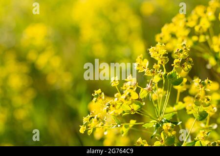 Translucent spider on the plant hunts the prey in a bright sultry sunny day. Stock Photo
