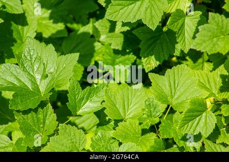 Fresh currant leaves under the bright sun rays in a country house garden. Stock Photo