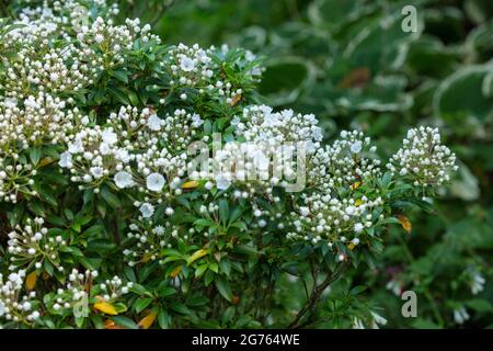 Spectacular Kalmia latifolia 'Pink Charm’, mountain laurel 'Pink Charm’ buds and flowers in close-up. natural plant portrait Stock Photo