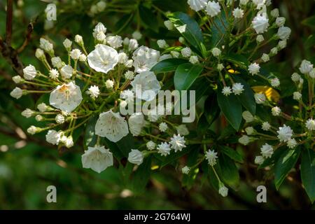 Spectacular Kalmia latifolia 'Pink Charm’, mountain laurel 'Pink Charm’ buds and flowers in close-up. natural plant portrait Stock Photo