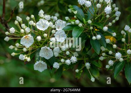 Spectacular Kalmia latifolia 'Pink Charm’, mountain laurel 'Pink Charm’ buds and flowers in close-up. natural plant portrait Stock Photo