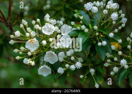 Spectacular Kalmia latifolia 'Pink Charm’, mountain laurel 'Pink Charm’ buds and flowers in close-up. natural plant portrait Stock Photo