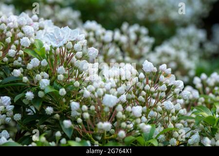 Spectacular Kalmia latifolia 'Pink Charm’, mountain laurel 'Pink Charm’ buds and flowers in close-up. natural plant portrait Stock Photo