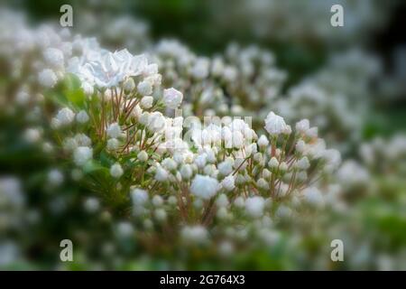 Spectacular Kalmia latifolia 'Pink Charm’, mountain laurel 'Pink Charm’ buds and flowers in close-up. natural plant portrait Stock Photo